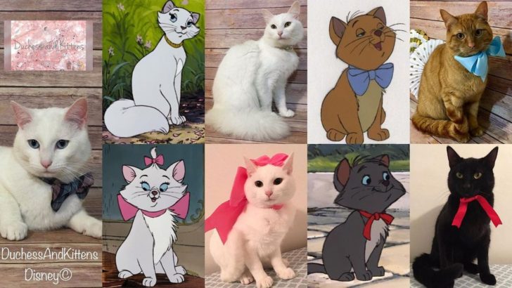 You’d Be Surprised By How Similar This Little Feline Family Is To Disney’s Famous Aristocats