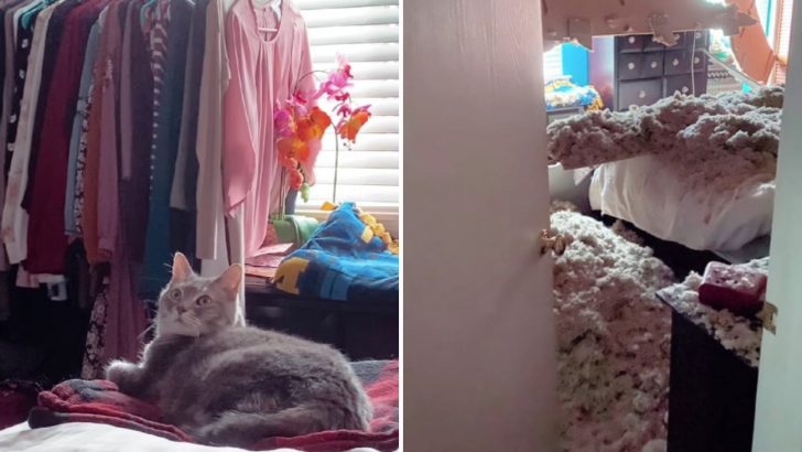 This Sweet Cat Saved Her Owner’s Life And You Won’t Believe How