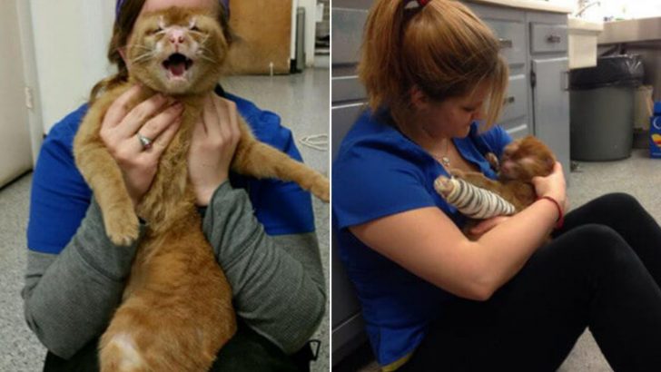 Cat Caught In A Home Fire Ends Up Suffering From Third-Degree Burns