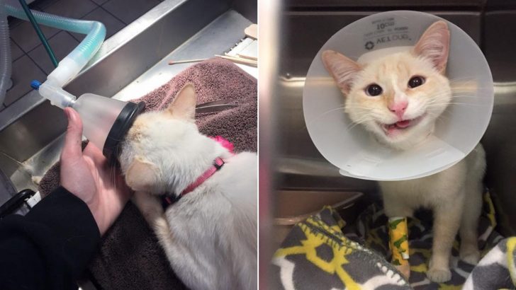 Cat Destined To Be Euthanized Gets A New Opportunity In Life Thanks To Compassionate Vets