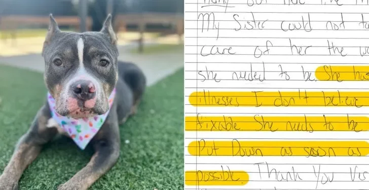 Dog Found at Shelter With A Note Requesting Immediate Euthanization