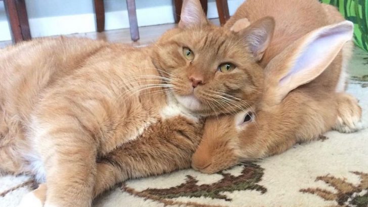 These Two Ginger Boys Are Living Proof That True Friendship Knows No Bounds