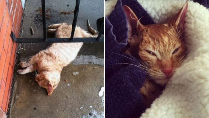 Science Teacher Stumbles Upon A Frozen Kitten On His Front Porch And Nurses Her Back To Health