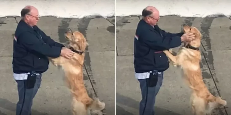 A Mailman and Golden Retriever Duo Spread Joy with Their Sweet Relationship