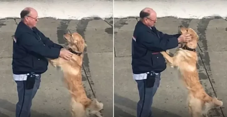 A Mailman and Golden Retriever Warm Hearts with Their Charming Bond