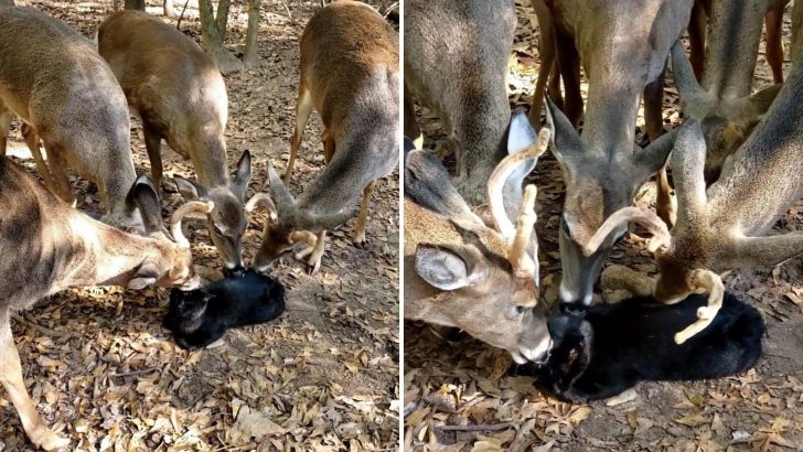 A Herd Of Deer Licks A Cat In Greenville, South Carolina – And She’s Loving It!