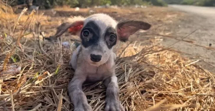 A Gentle Man Finds a Delightful Stray Puppy and Offers Her a Lifelong Home