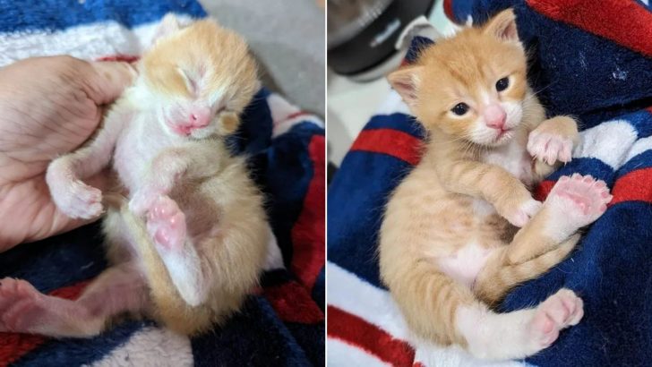 Kitten With Twisted Front Legs Undergoes Physical Therapies And Shows Amazing Progress