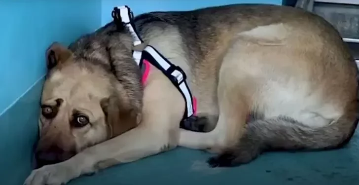 A Once Lonely and Sad Rescue Dog Finds Joy and Comfort in a Loving New Home