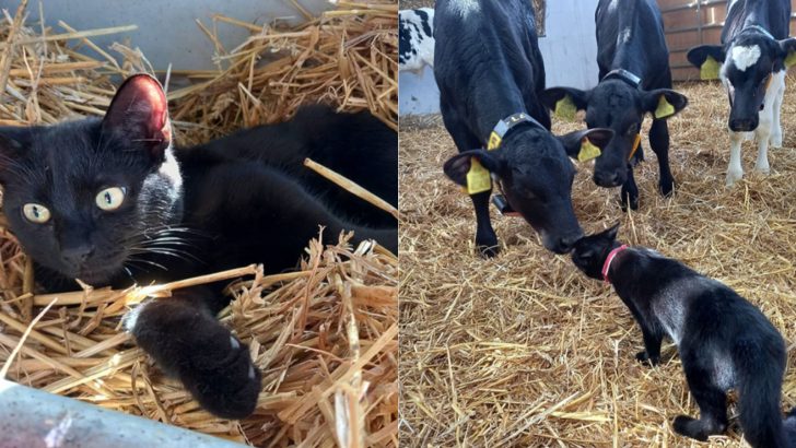 Rescued Cat Finds Comfort Among A Herd Of Cows