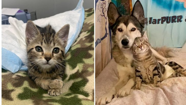 A Kitten With Paralyzed Hind Legs From Alaska Finds Comfort Next To A Lovely 15-Year-Old Husky