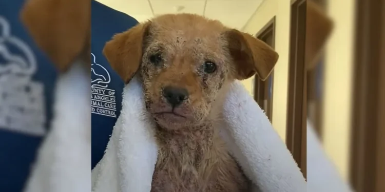 A Once Sad Puppy, Plagued by Mange and Unable to Walk, Now Hops Around Gleefully Like a Bunny