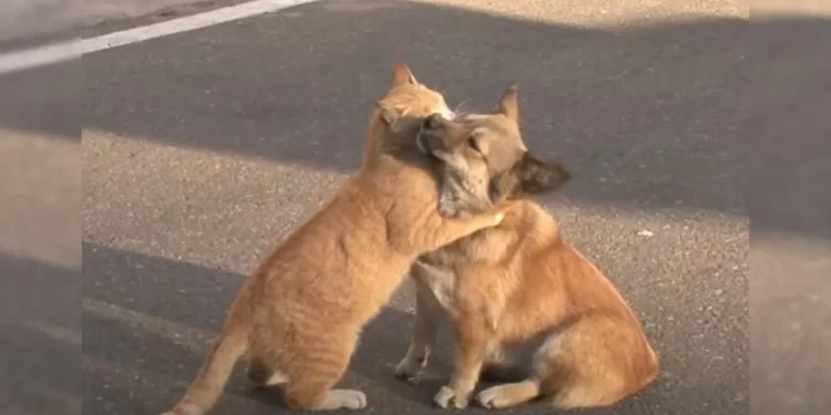 An Abandoned Dog, In His Desperate Wait For His Owner, Finds Solace In The Comforting Presence Of A Stray Cat