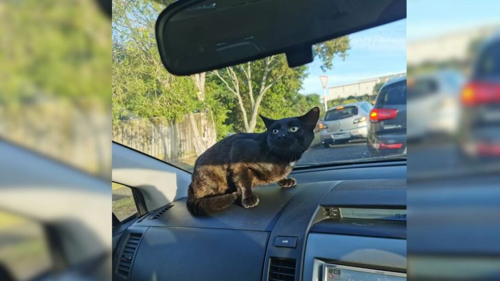 Friendly Stray Kitty Just Wanted To Find A Family So He Sneaked Into A Random Woman’s Car