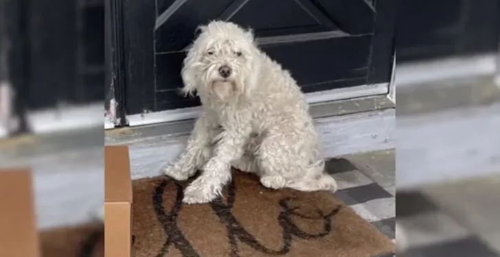 Stray Dog Randomly Settles on a Porch, Hopes for a Forever Family