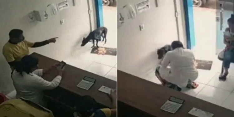 A Stray Dog Made His Way To The Vet Clinic Independently Turning Out To Be His Life’s Best Decision