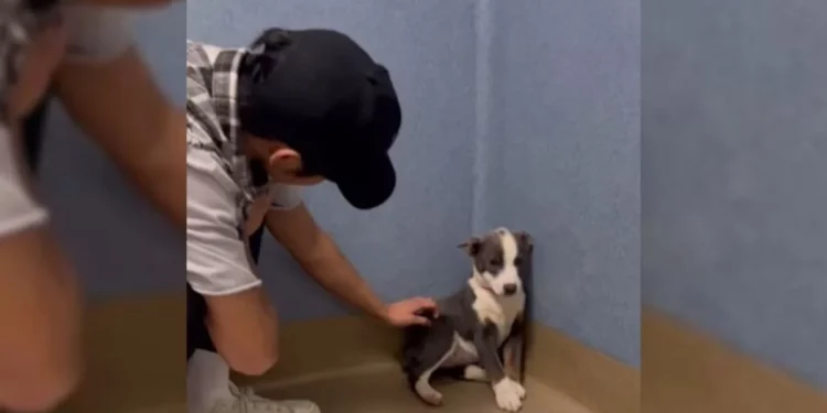 A Stray, Too Scared to Look Up, Learns the Warmth of a Rescuer’s Love