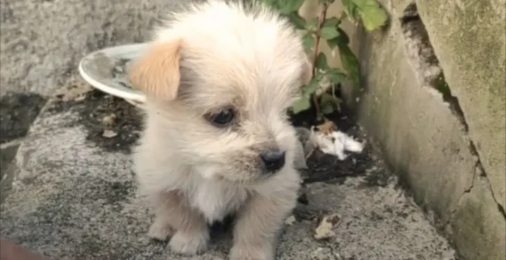 Abandoned Puppy Trembling in the Cold Finds Love with His Forever Dad