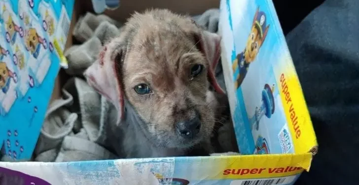 A Kind Dog Wrapped in a Blanket by a Busy Road Was Finally Rescued