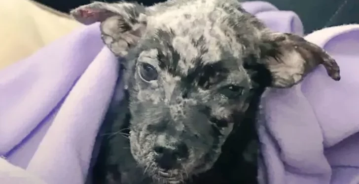 The Sweetest Smile Belongs to a Puppy Abandoned and Dumped in a Box