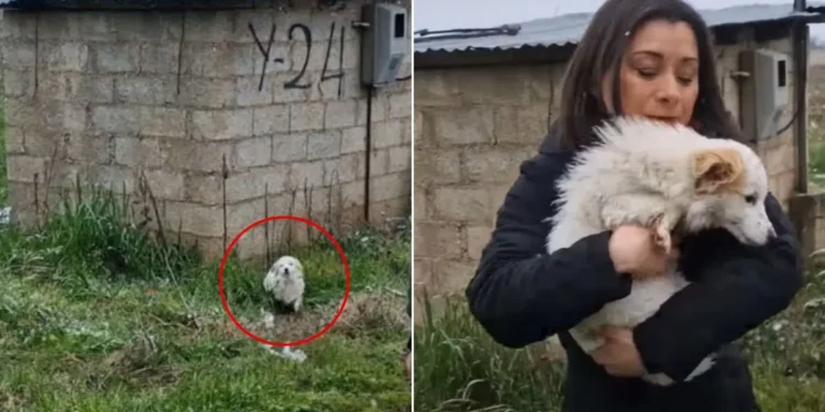 Winter’s Chill and a Stray Dog’s Fight for Survival Lead to a Heartwarming Rescue