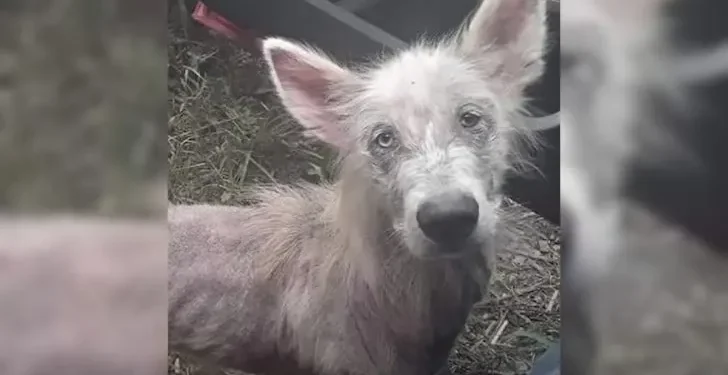 Deserted and Starving Pup Encounters Truck Driver, Asks To Be Rescued