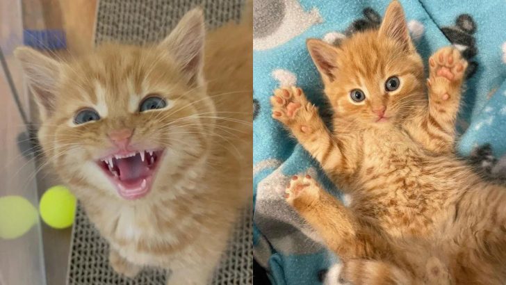 Abandoned Kitten Becomes An Affectionate Cuddle Bug After Experiencing True Love