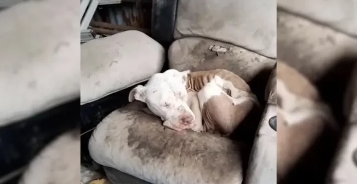 Neglected and Starving Dog Sleeping on Worn Couch Finally Rescued