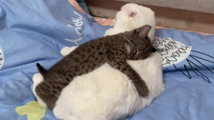 Video Of Adorable Little Lynx Cat Trying To Cuddle With Its Feline Siblings Will Make You Smile