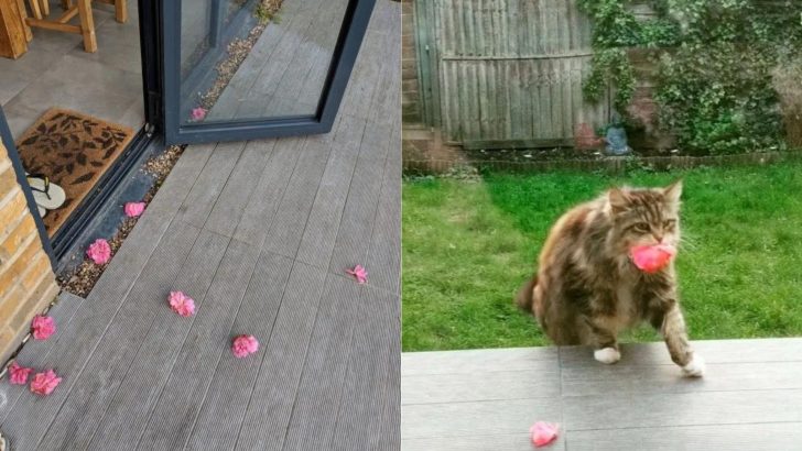 Woman Left Surprised After Discovering Who Was Bringing Her Pink Flowers Every Day