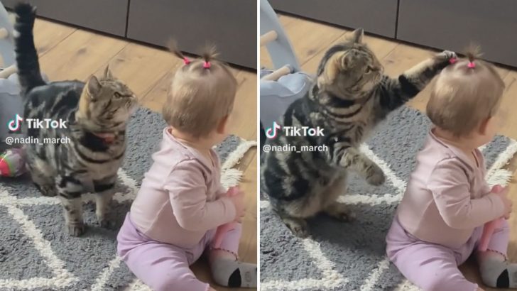 You Won’t Resist Smiling When You See This Cute Kitty Playing With Baby’s Pigtails