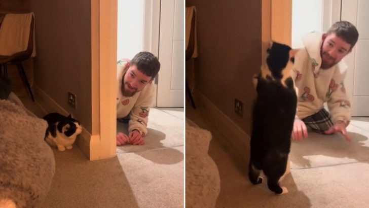 Adorable Tuxedo Kitty Loves Playing Hide-And-Seek With His Human Dad