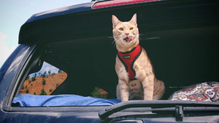 Family’s Quest For A Dog Took An Unexpected Turn When This Tabby Kitten Crossed Their Path