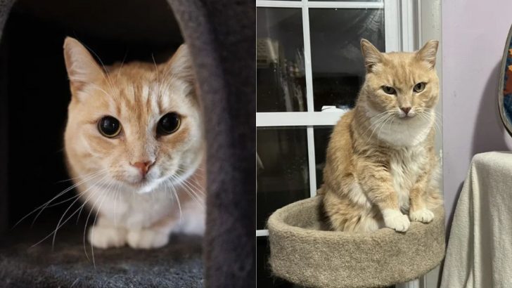 After His Owner Passed Away, This Cat Ended Up In The Shelter Trying Hard To Get Noticed