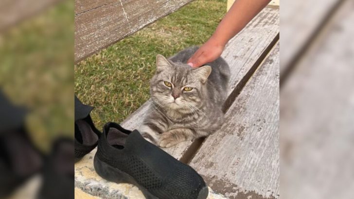 After Weeks Of Sitting On A Bench, Someone Finally Stops For This Hopeless Cat