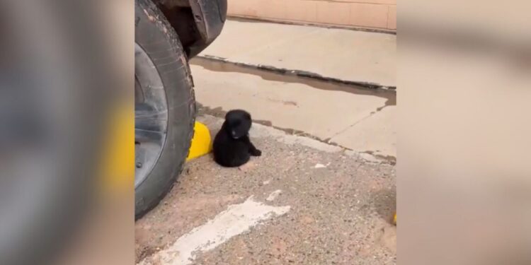 Shoppers Discover Adorable ‘Little Bear’ Asleep in Parking Lot, Seeking a Warm Place