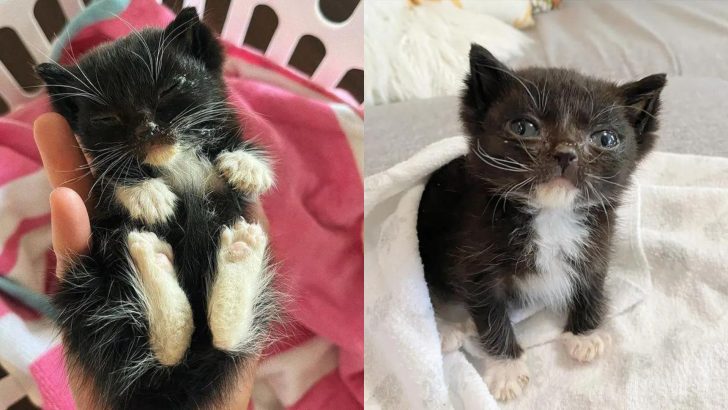 Helpless Tuxedo Kitten Found On Los Angeles Sidewalk, Desperately Needing Help