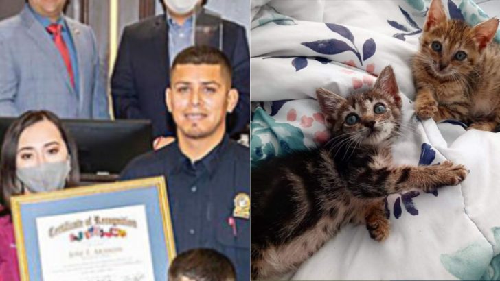 Animal Control Officer Praised For Saving 45 Cats From A Fire At The Local Shelter