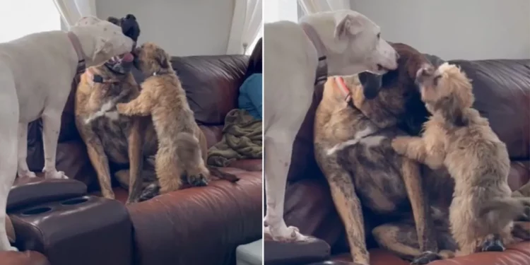 Scared Dog Feels Better With Dog Brothers And Sisters After Being Rescued From Mean Owners.