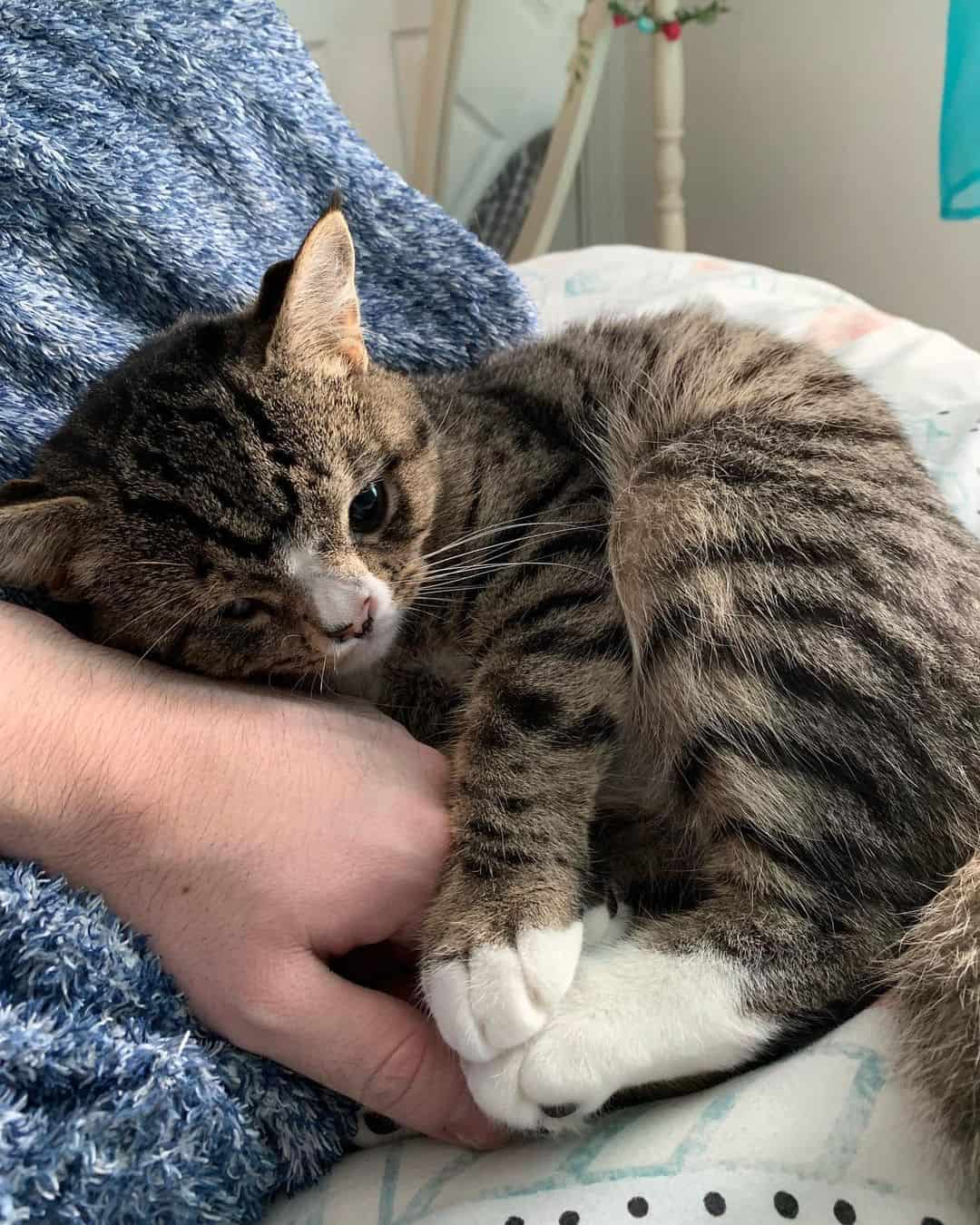 Arlo curled up next to his owner