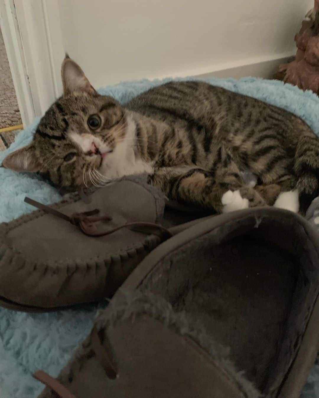 Arlo photographed next to slippers