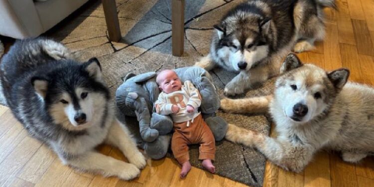 Strong Malamute Designates Himself Bodyguard of Tiny Baby Sibling