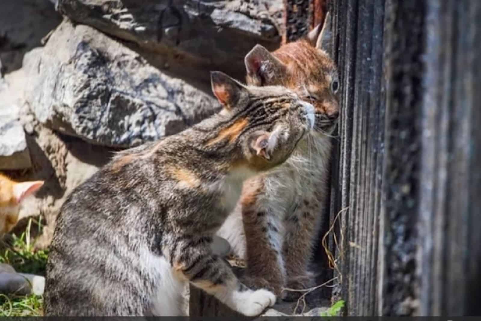 Baby Lynx sits by the fence while the cat licks her