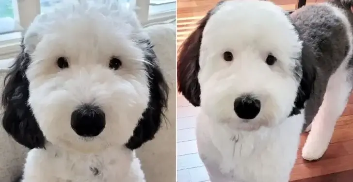 Meet Bayley, The Mini Sheepadoodle Turned Real-Life Snoopy Doppelganger