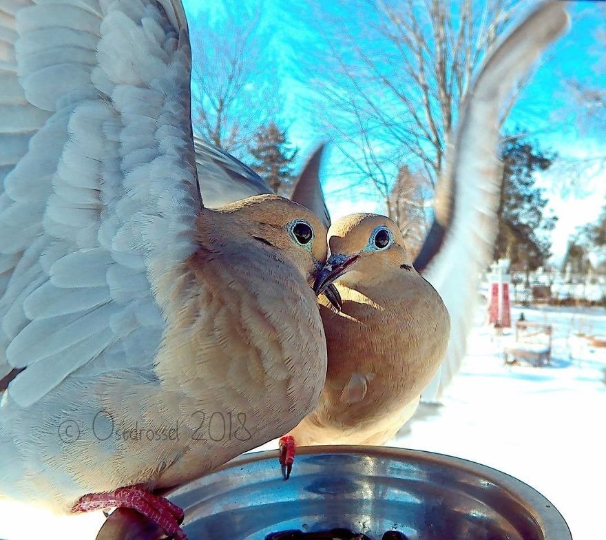 A woman set up a photo booth with a bird feeder to capture close-ups of birds feeding, and here are 25 of her best photos