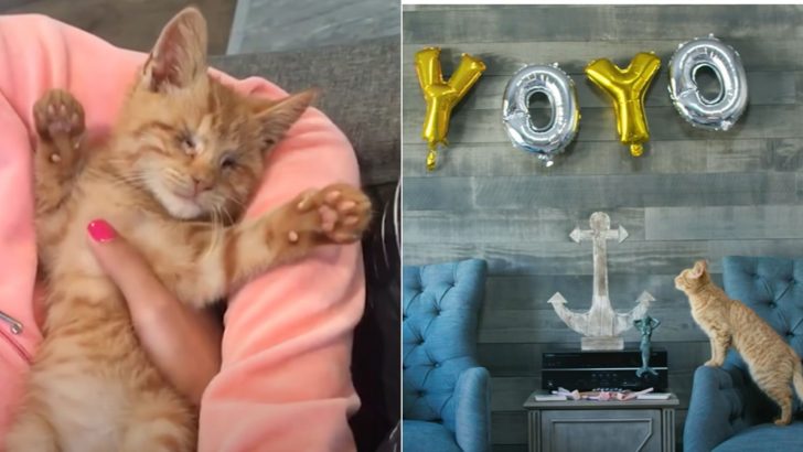 Blind Kitten On The Verge Of Euthanasia Finds A Loving Couple Granting Him A Chance At Life