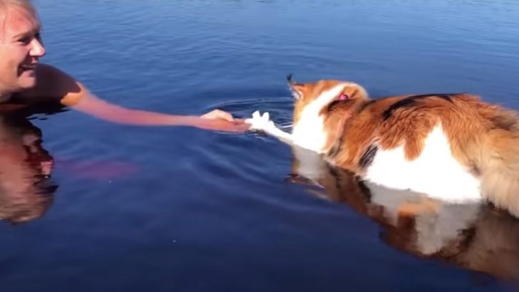 Brave Calico Maine Coon Swims Toward Her Owner