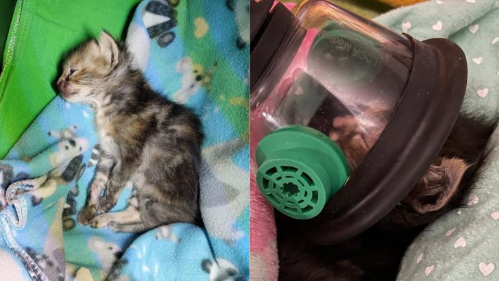 Tiny Kitten Endures A Tragic Accident After Being Squeezed By A Toddler