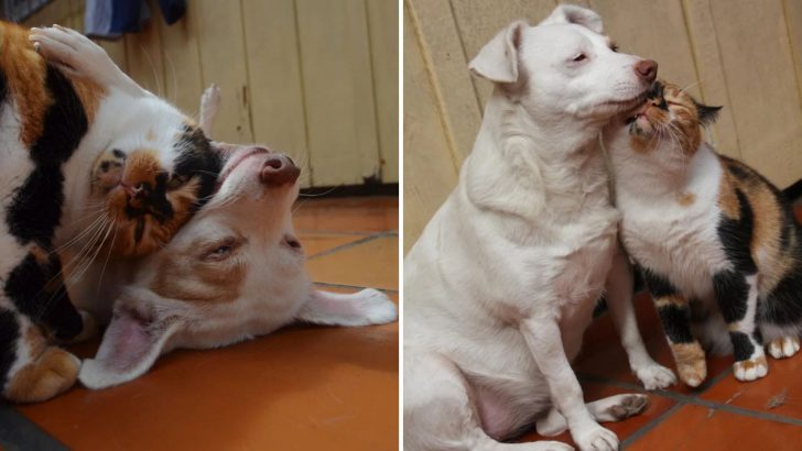 Calico Cat’s Adores Her Canine Sister And Their Bond Will Definitely Melt Your Heart