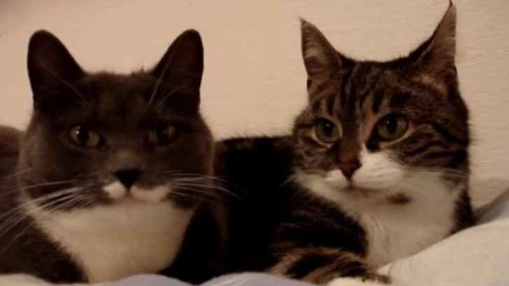 These Two Cats Are Having The Best Conversation And People Online Are Loving Them